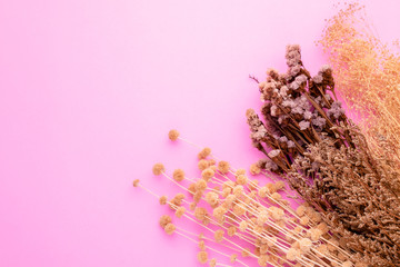 Dry color grass flower for interior decoration on pink background. Studio shot with copy space for test or design