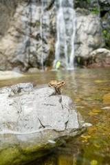 cascada