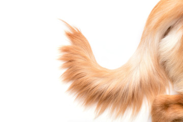 Brown dog tail (Golden Retriever) isolated on white background. Top view with copy space for text...
