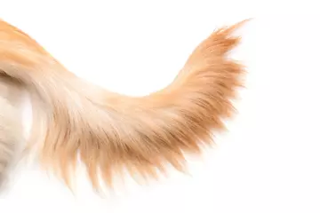 Foto op Canvas Brown dog tail (Golden Retriever) isolated on white background. Top view with copy space for text or design © SKT Studio