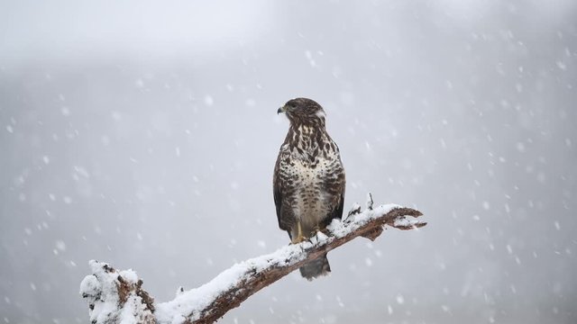 Common buzzard ( Buteo buteo )
