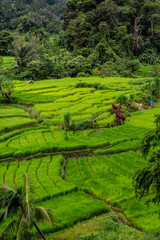 rice fields between lake Toba and Sipirok