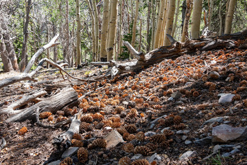 Close up shot of many Conifer cone on the ground
