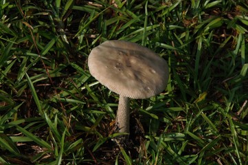 mushroom in the grass