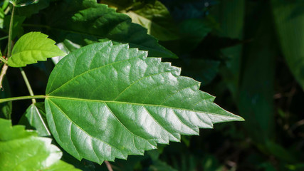 green leaf with dew