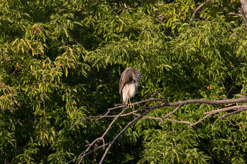 Young night blue heron sitting on a tree