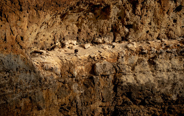 Stone wall eroded by wind and water with vultures resting.