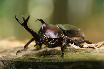 カブトムシ（昆虫）