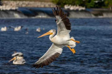 Fototapeta na wymiar White American pelican in flight