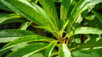 close up of palm leaves