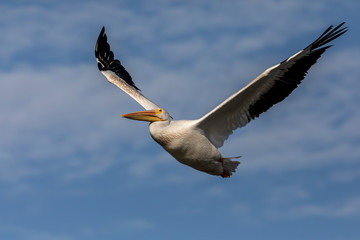 White American pelican in flight.