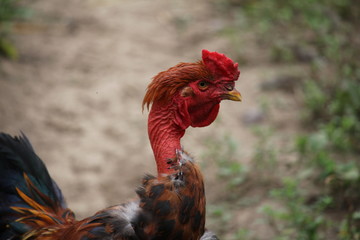 rooster in the farm