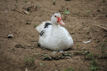 white duck on the farm