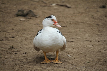 white goose on the beach