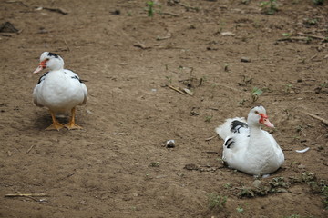 hen and chicks