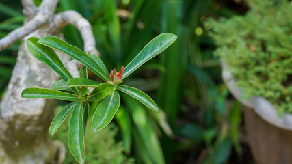 close up of a green plant