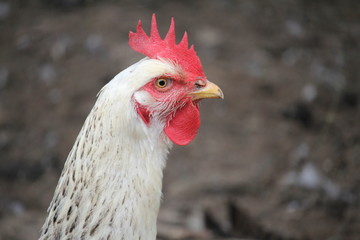 portrait of a rooster