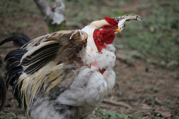 portrait of a rooster
