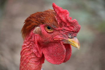 portrait of a rooster