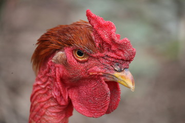 portrait of a rooster