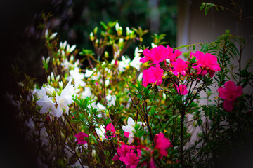 Azaleias em Faxinal do C&eacute;u - Pinh&atilde;o - Paran&aacute; - Brasil