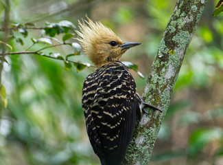 Blond-crested Woodpecker in The Atlantic forest, Brazil. Woodpecker in the wildlife.