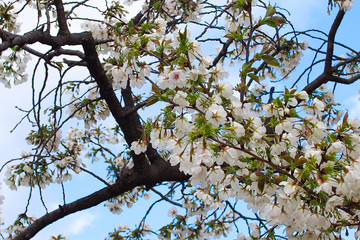 岐阜の公園で咲いた桜