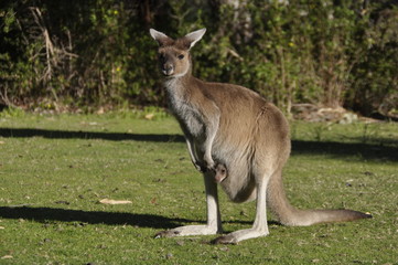 Naklejka na ściany i meble Western Grey Kangaroo in parkland