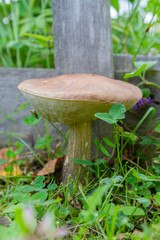 Birch mushroom grows in a clearing in the summer