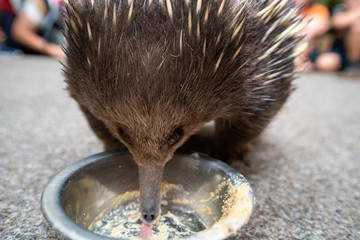 タスマニアのハリモグラ(Short-beaked echidna)(Tachyglossus aculeatus)が餌を食べている