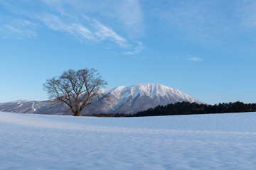 早朝の雪景色