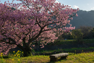 桜と木のベンチ