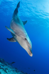 Obraz na płótnie Canvas dolphin underwater