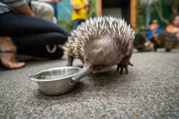 タスマニアのハリモグラ(Short-beaked echidna)(Tachyglossus aculeatus)が餌を食べている