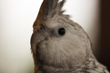 Headshot of a Grey Cockatiel
