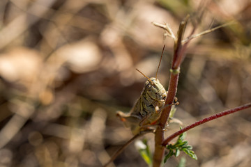 Camouflage Grasshopper on a Sapling Tree