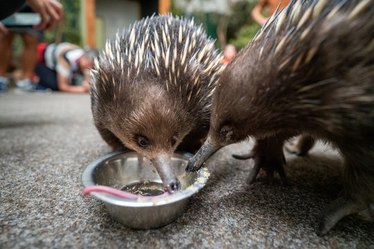 タスマニアのハリモグラ(Short-beaked echidna)(Tachyglossus aculeatus)が餌を食べている