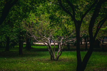 Obraz premium Smaller Tree in Middle of a Grove Illuminated by the Sun in Gyeongju South Korea