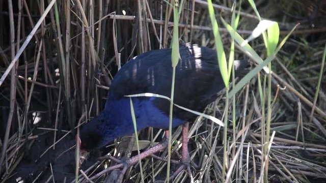 Purple Swamphen - Porphyrio - Tasmania Bird Reservation Australia