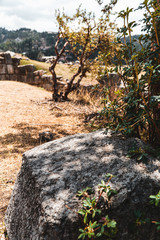 Fototapeta na wymiar Rock and Tree in Saqsaywaman Ruins