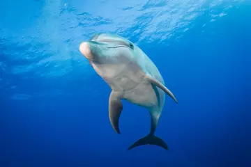 Schilderijen op glas dolfijn onder water © Tropicalens