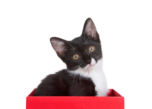 Black and white tuxedo kitten sitting in a red box looking quizzically at viewer, head tilted. Isolated on white