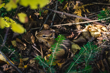 Chipmunk Hiding Off the Trail Under an Evergreen in Northern Minnesota