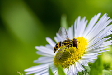 bee on flower