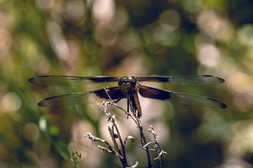 Front View of a Dragonfly Perched on Twigs