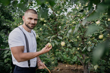 senior man picking a apple