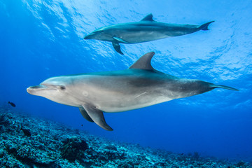 Plakat dolphin underwater