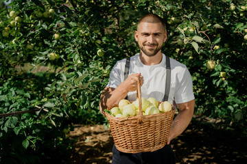 a young man farmer collects apples full of basket. village background of the green garden