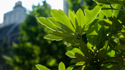 グリーンイメージ