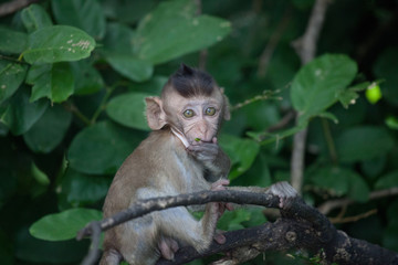 可愛いサル